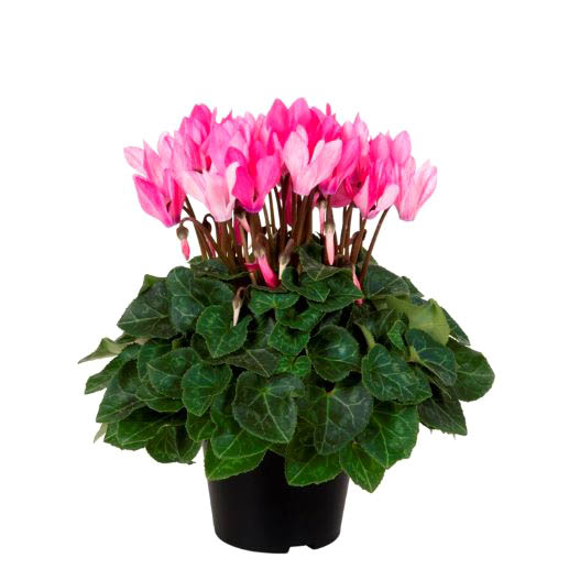 シクラメン F1　クレヨン シリーズ ミニチュア系品種