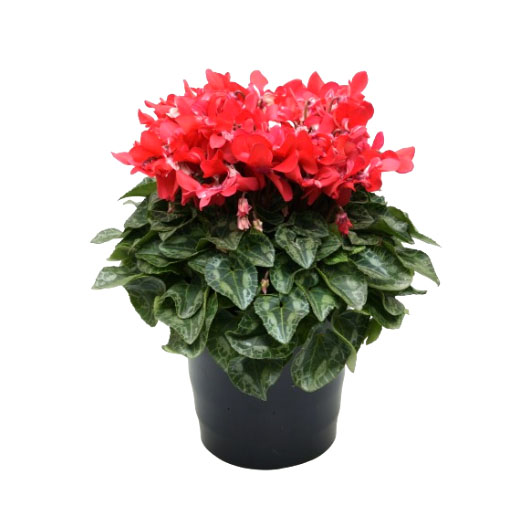 シクラメン F1　ジックス シリーズ ミニチュア系品種