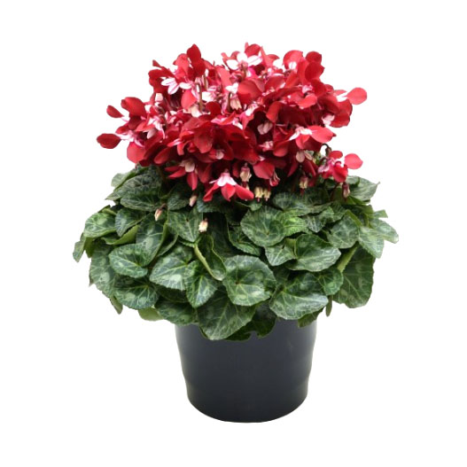 シクラメン F1　ジックス シリーズ ミニチュア系品種