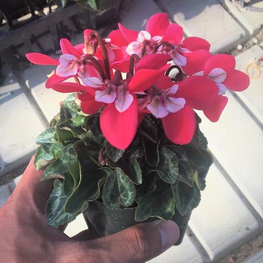 シクラメン F1　ジックス シリーズ ミニチュア系品種