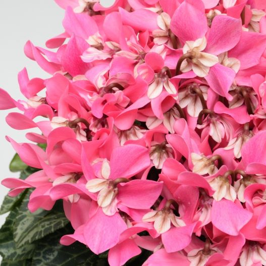 シクラメン F1　ジックス シリーズ ミニチュア系品種