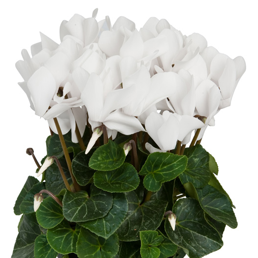 シクラメン F1 スーパーアルーレ シリーズ 中輪系品種