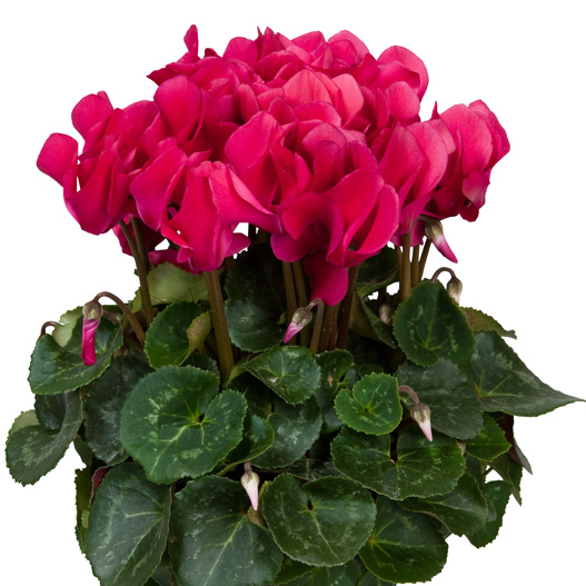 シクラメン F1 スーパーアルーレ シリーズ 中輪系品種