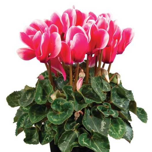 シクラメン F1 スーパーアルーレ シリーズ 中輪系品種