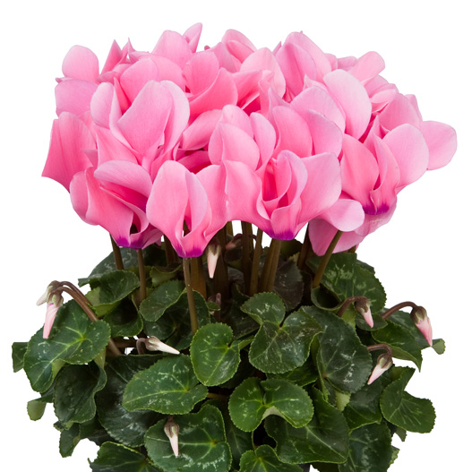 シクラメン F1 スーパーアルーレ シリーズ 中輪系品種