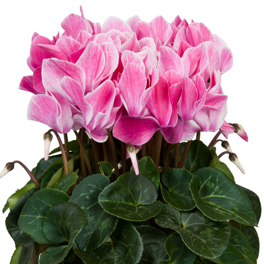 シクラメン F1 スーパーアルーレ シリーズ 中輪系品種