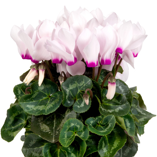 シクラメン F1 スーパーアルーレ シリーズ 中輪系品種