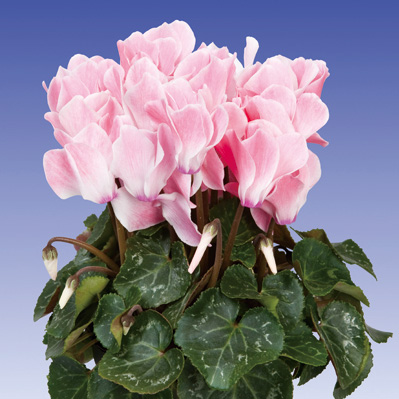 シクラメン F1 スーパーアルーレ シリーズ 中輪系品種