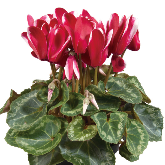 シクラメン F1 スーパーアルーレ シリーズ 中輪系品種