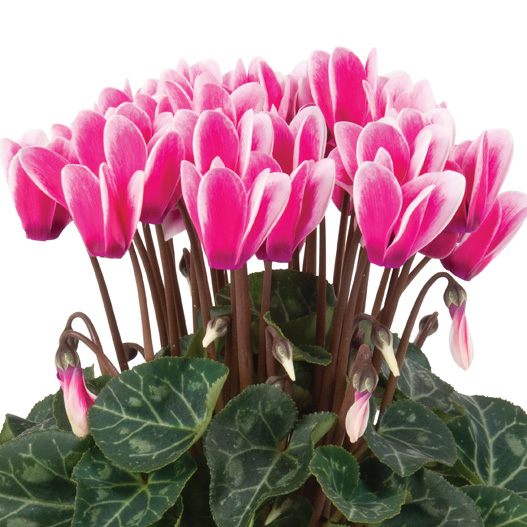 シクラメン F1 スーパーカリーニョ シリーズ ミニチュア系品種