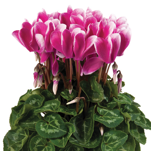 シクラメン F1 スーパーカリーニョ シリーズ ミニチュア系品種