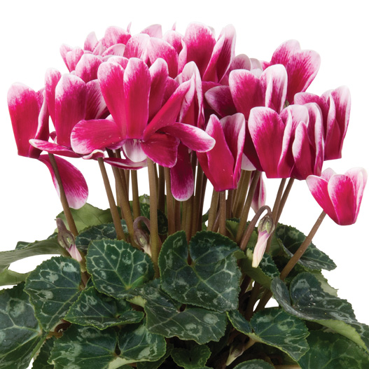 シクラメン F1 スーパーカリーニョ シリーズ ミニチュア系品種