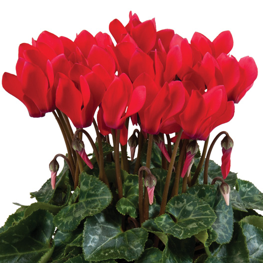 シクラメン F1 スーパーカリーニョ シリーズ ミニチュア系品種