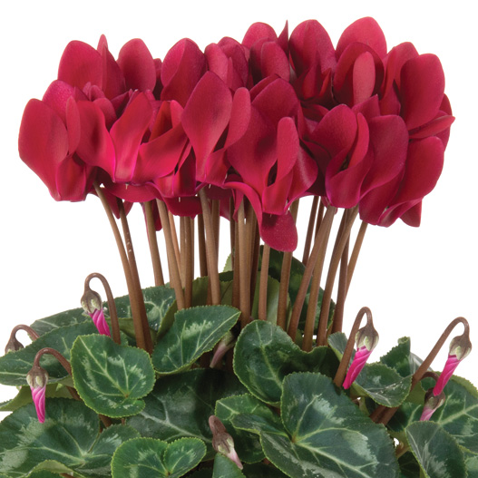 シクラメン F1 スーパーカリーニョ シリーズ ミニチュア系品種