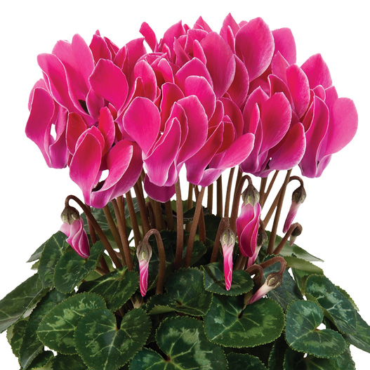 シクラメン F1 スーパーカリーニョ シリーズ ミニチュア系品種