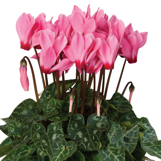 シクラメン F1 スーパーカリーニョ シリーズ ミニチュア系品種