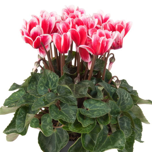 シクラメン F1 スーパーカリーニョ シリーズ ミニチュア系品種