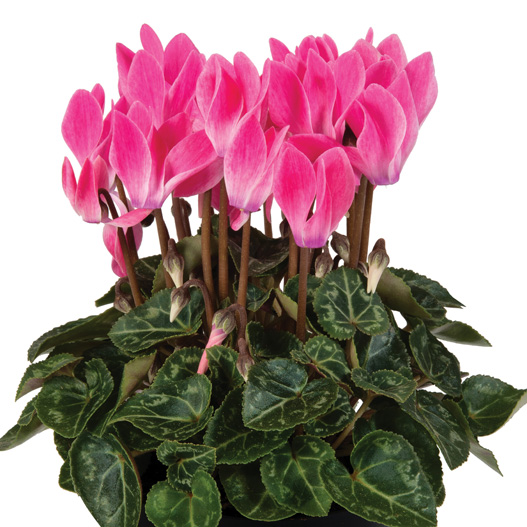 シクラメン F1 スーパーベラノ シリーズ ミニチュア系品種