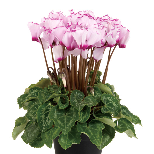 シクラメン F1 スーパーベラノ シリーズ ミニチュア系品種