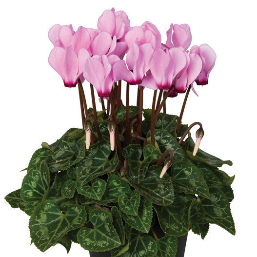 シクラメン F1 スーパーベラノ シリーズ ミニチュア系品種