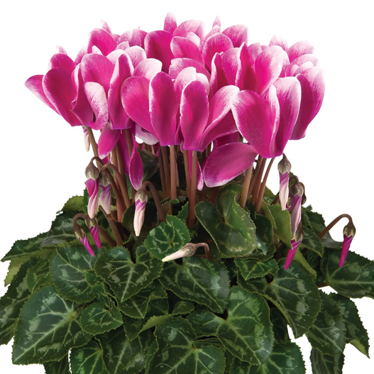 シクラメン F1 スーパーベラノ シリーズ ミニチュア系品種