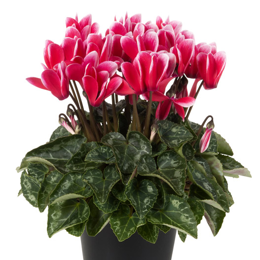 シクラメン F1 スーパーベラノ シリーズ ミニチュア系品種