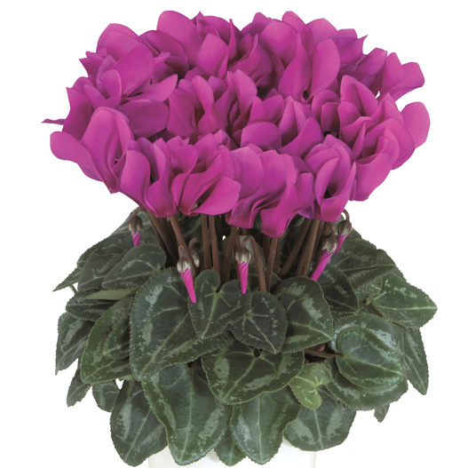 シクラメン F1 スマーティス シリーズ ミニチュア系品種