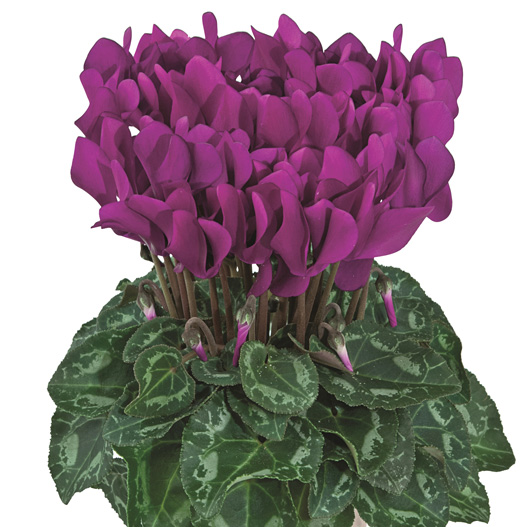 シクラメン F1 スマーティス シリーズ ミニチュア系品種