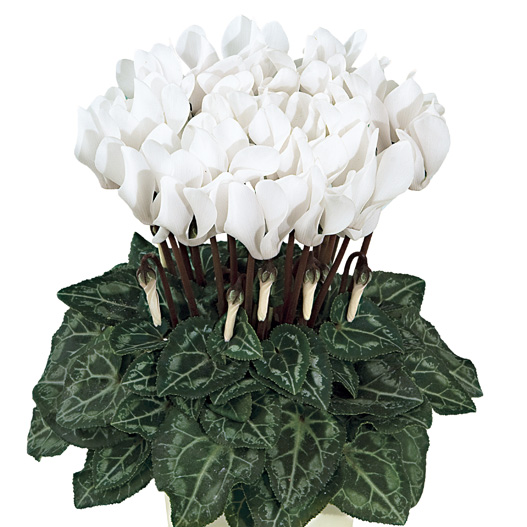 シクラメン F1 スマーティス シリーズ ミニチュア系品種