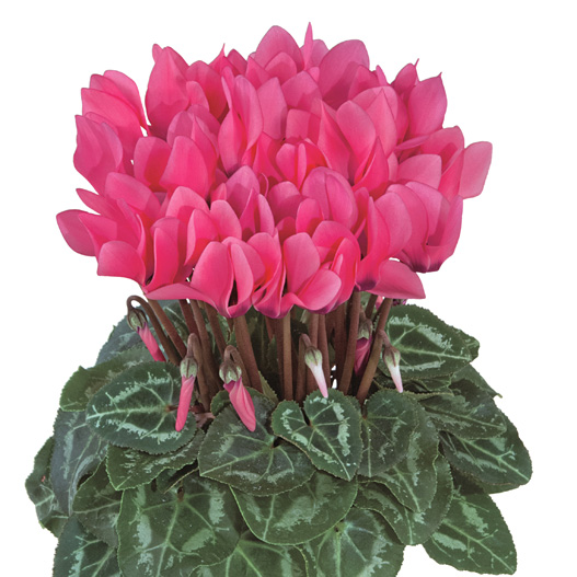 シクラメン F1 スマーティス シリーズ ミニチュア系品種