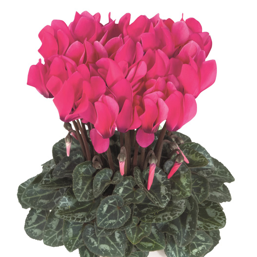 シクラメン F1 スマーティス シリーズ ミニチュア系品種