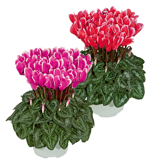 シクラメン F1 メティス ファンタジア シリーズ ミニチュア系品種