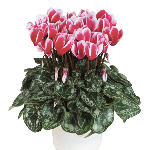 シクラメン F1 メティス ファンタジア シリーズ ミニチュア系品種