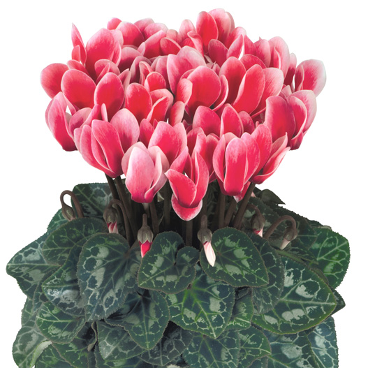 シクラメン F1 メティス ファンタジア シリーズ ミニチュア系品種