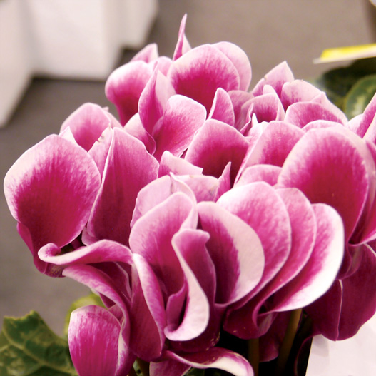 シクラメン F1 リリベル シリーズ｜WEBカタログ｜未来アグリス株式会社