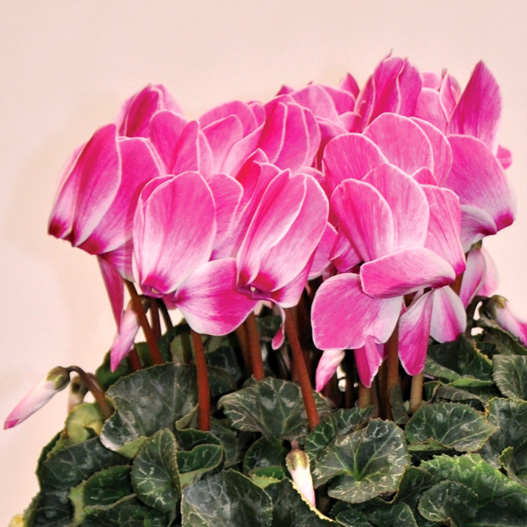 シクラメン　松尾シャワー シリーズ 大輪系品種