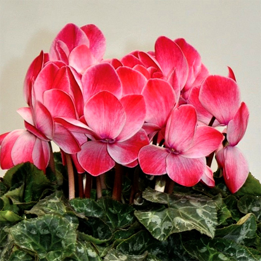 シクラメン　松尾シャワー シリーズ 大輪系品種