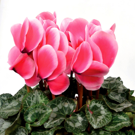 シクラメン　松尾リップ シリーズ 大輪系品種