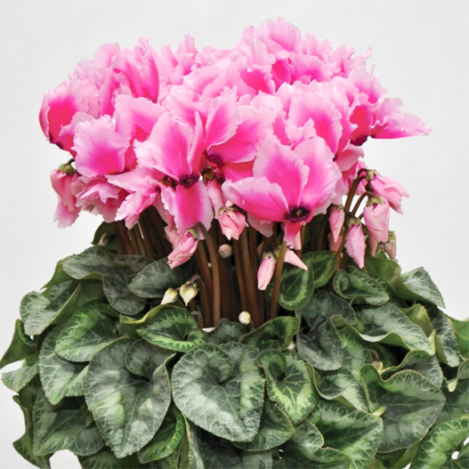 シクラメン　松尾リップ シリーズ 大輪系品種