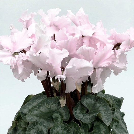 シクラメン 松尾フリンジ シリーズ 大輪系品種