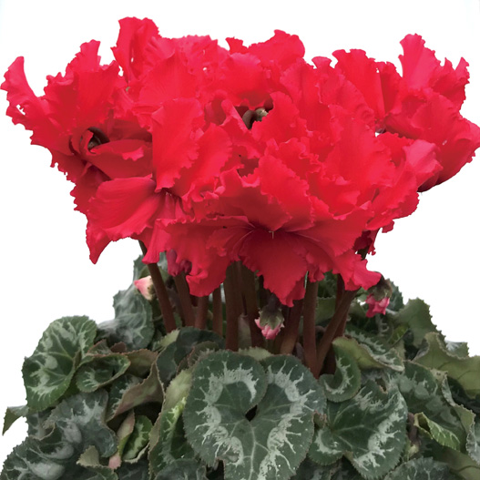 シクラメン 松尾フリンジ シリーズ 大輪系品種