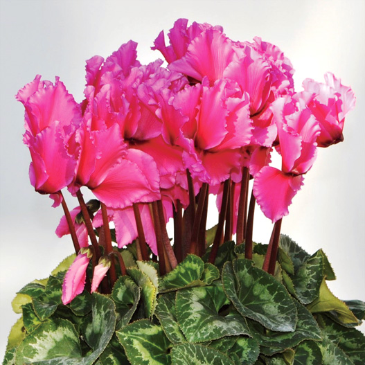 シクラメン 松尾フリンジ シリーズ 大輪系品種