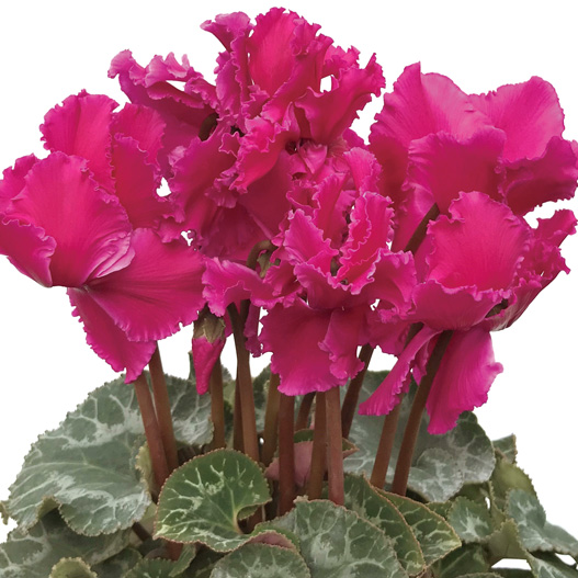 シクラメン 松尾フリンジ シリーズ 大輪系品種