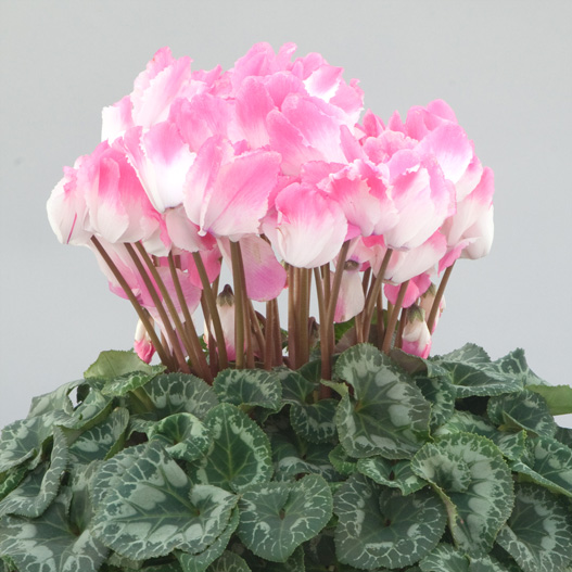 シクラメン プルマージュウェーブD シリーズ 大輪系品種