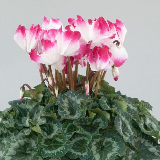 シクラメン プルマージュウェーブD シリーズ 大輪系品種