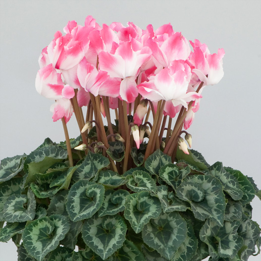 シクラメン プルマージュウェーブD シリーズ 大輪系品種