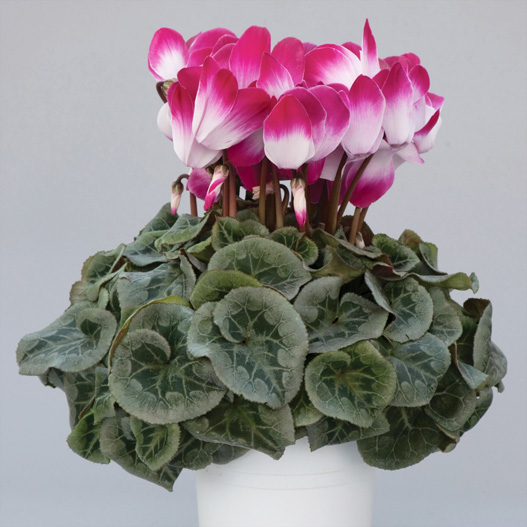 シクラメン プルマージュ シリーズ 大輪系品種