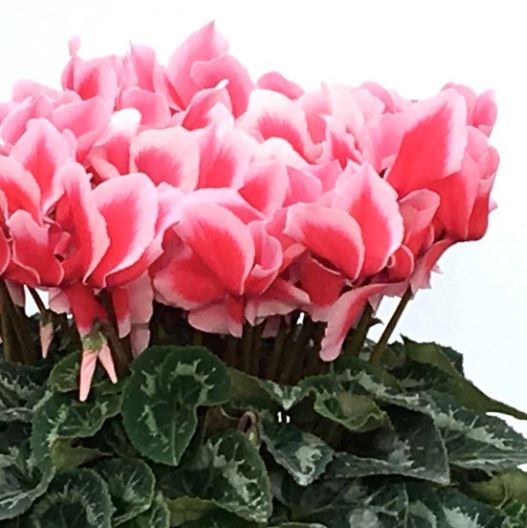 シクラメン　田中パステル シリーズ 大輪系品種