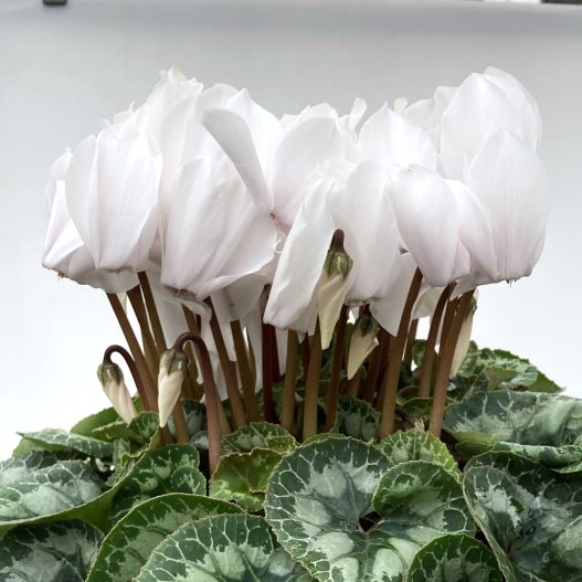 シクラメン　田中パステル シリーズ 大輪系品種