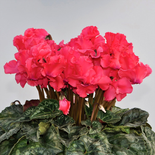 シクラメン ドリカム シリーズ 中大輪系品種